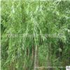 工程綠化苗直銷(xiāo)垂柳苗 綠化垂柳樹(shù)苗 無(wú)病害 易成活 護(hù)坡量大優(yōu)惠