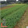 基地批發(fā)迎春花苗 供應(yīng)優(yōu)質(zhì)迎春花苗銷(xiāo)售工程用苗 量大從優(yōu)