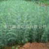 雪松樹(shù)苗綠化苗木行道點(diǎn)綴四季常青庭院種植量大從優(yōu)雪松樹(shù)苗直銷(xiāo)