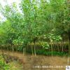 烏桕樹苗 基地苗圃直銷 價格優(yōu)惠 貨源充足現(xiàn)貨園林綠化苗木烏桕