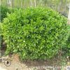 基地直銷熱賣批發(fā)小葉黃楊 瓜子黃楊 大葉黃楊 黃楊球 獨(dú)桿黃楊樹