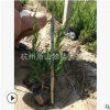 龍柏 杯苗 根系旺 成活率 高 園林 綠化 工程 蕭山 苗木 直銷