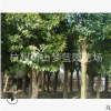香泡樹 土球好 冠幅好 精品苗 果園 綠化 工程 苗木 蕭山 苗 圃