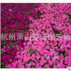 矮牽牛 土球好 冠幅好 花灌木 地被 球類 色塊類 草花類 喬木園林