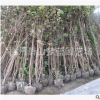 紫荊 土球好 冠幅好 精品 優質苗 園林 綠化 批發 苗 圃 直 銷