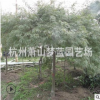 羽毛楓 土球好 冠幅好 花灌木 地被 球類 色塊類 草花類 喬木蕭山