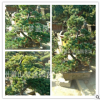 五針?biāo)?土球好 冠幅好 花灌木 地被 球類 色塊類 喬木類 蕭山苗圃