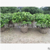 紫鵑球 品種規(guī)格 齊全 蕭山 園林 綠化 工程 別墅 用苗 量多直銷