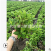夏鵑 夢藍(lán) 園藝 公司 批發(fā) 工程 綠化 行道樹 規(guī)格 品種 齊全蕭山