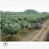 無刺構(gòu)骨球 土球好 冠幅好 花灌木 地被 球類 色塊類 草花類 齊全