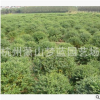 水蠟球 土球好 冠幅好 精品 優(yōu)質(zhì)苗 成活率高 蕭山 園林 苗木直銷