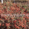 小丑火棘 地被 球類 水生植物 品種 規(guī)格 齊全 蕭山園林 綠化苗圃