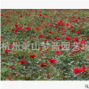 紅帽子月季 精品苗 成活率 高 園林 綠化 工程 用苗 蕭山苗圃直銷