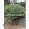龜甲冬青毛球 土球好 冠幅好 蕭山 苗圃 精品苗 園林 綠化 工程
