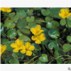 荇菜 鋪地竹 各種 水生 植物苗 精品 成活率高 根系旺 綠化 工程