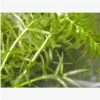 金魚藻 水生 植物 花灌木 地被 球類 色塊 喬木 園林 蕭山 苗圃