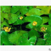 萍逢草茶梅 土球好 冠幅好 花灌木 地被 球類 色塊類 草花類 喬木
