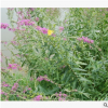 千屈菜 土球好 冠幅好 花灌木 地被 球類 色塊類 草花類 喬木園林
