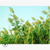 蘆竹 水生 植物 地被 色塊類 品種 規格 齊全 蕭山 園林 綠化
