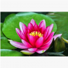 睡蓮 水生植物 優質苗 成活率 高 荷塘 公園 水上種植 美化環境