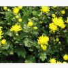 菊花 成活率 高 優質 精品 品種 規格 齊全 蕭山 園林 工程苗