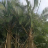 中山基地批發(fā)國王椰 熱帶植物國王椰子室內(nèi)綠植盆栽多種規(guī)格