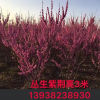 大小規格叢生紫荊 基地