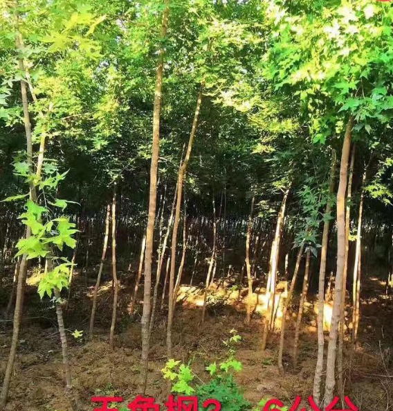河南五角? 五角?價格哪里好/哪家便宜