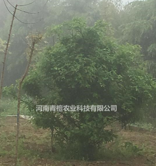 鄭州地區(qū)供應法桐