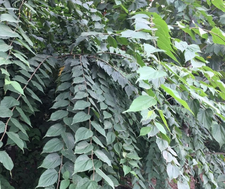 大量供應鄭州地區(qū)國槐、五角楓、青檀等苗木