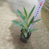 群植片植皆可夾竹桃