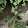合果芋 小苗基地批發 白蝴蝶