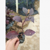 大葉紅草 小苗基地批發