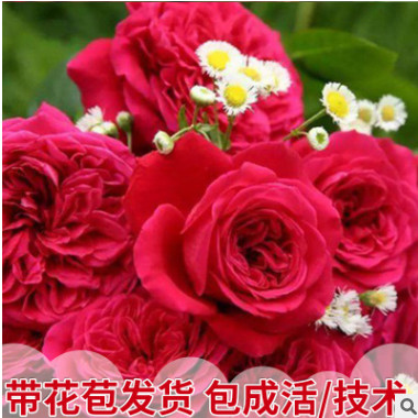 產地直銷大盆栽月季庭院灌木爬藤園藝綠植花卉薔薇玫瑰3年生盆花