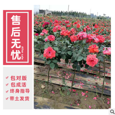 黃色樹狀月季棒棒糖小高桿種植基地直供庭院綠化工程四季勤開多色