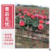 黃色樹狀月季棒棒糖小高桿種植基地直供庭院綠化工程四季勤開多色