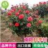 南陽樹狀樹樁古樁嫁接月季工程綠化小區園林植物大花高桿月季樹