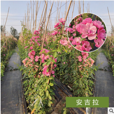 宛北月季基地直銷藤本月季爬藤月季爬藤植物薔薇陽(yáng)臺(tái)庭院攀援花卉