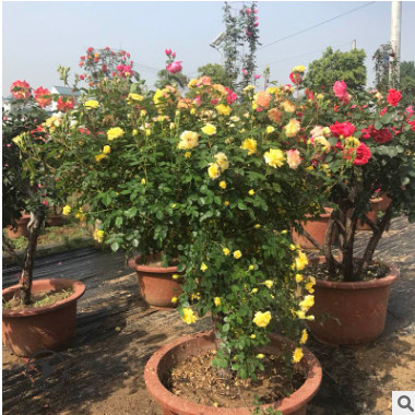 園林綠化工程雙色多色樹(shù)狀盆景月季 開(kāi)花不斷包成活嫁接月季樹(shù)