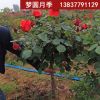 夢圓月季示范苑樹狀月季庭院別墅美化2-2.5公分樹狀月季批發(fā)