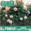 月季示范苑精品樹狀月季花店家居別墅歐月薔薇鮮花樹狀月季批發(fā)