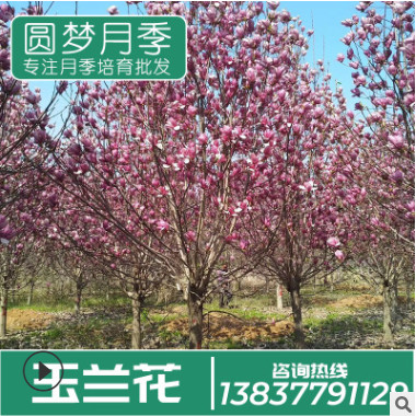 種植基地直銷樹干3-5cm粗 白玉蘭樹 庭院別墅美化小區(qū)玉蘭樹批發(fā)