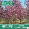 種植基地直銷樹干3-5cm粗 白玉蘭樹 庭院別墅美化小區(qū)玉蘭樹批發(fā)