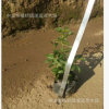 基地批發(fā) 綠草苗　擺字植物