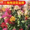 基地供應(yīng)批發(fā) 雙色三角梅造型盆栽 三角梅植物花卉 園林綠化盆景