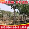 全冠香樟 多種規(guī)格綠化工程 園林常綠喬木 香樟樹批發(fā)