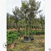 福建黃花風鈴木批發 基地自產園林綠化黃花風鈴木苗 多規格風鈴木