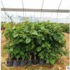 各種室內花卉三角梅盆栽 造型綠化種植 批發三角梅袋苗