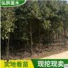 工程綠化移栽香樟樹苗批發(fā) 四季常青香樟苗 原生多桿骨架香樟樹