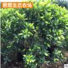 苗圃批發樹苗 庭院綠化花壇苗木 黃金榕繼木小苗綠籬花卉植物